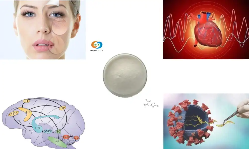 What is L-ergothioneine good for?